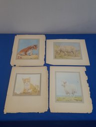 Detmold Bros: 4 Prints From Book Of Baby Beasts, 1910 (9)