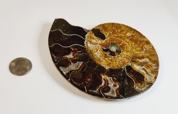 Large Ammonite Stone Fossil