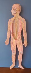 Human Anatomy Model Of The Nervous System