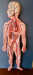 Anatomy Model Of Human Circulatory System