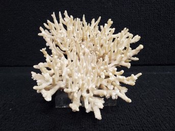 Vintage Sea Coral Mounted On Lucite