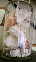 Large Grouping Of Shells In Extra Large Glass Vase With Silver Metal Rim