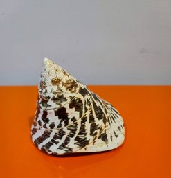 Trochus Niloticus Shell