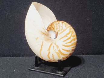 Nautilus Tiger Striped Large Shell On Wood Display Stand