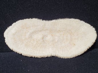 Vintage Piece Of Tongue Slipper Plate Sea Coral