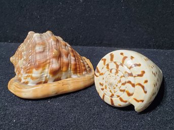 Cassis Rufa Helmet Shell & Conus Eburneus Cone Shell