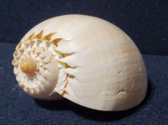 Crowned Pacific Melon Shell