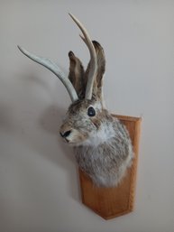 Taxidermy Jack Rabbit