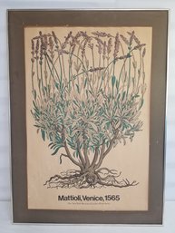 Vintage 1965 Pierre Mattioli New York Botanical Print