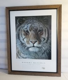 Large Framed Tiger Portrait Print By Robert Batchman 1998