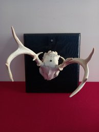 Skull Antler Rack #1