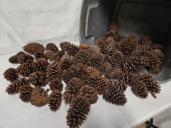 Art Project Pine Cones