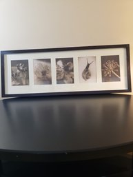 Framed Black & White Nature Prints