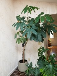 Australia Umbrella Tree Plant 8 Foot