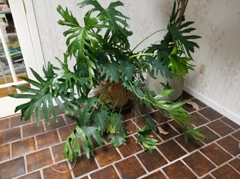 Tree Philodendron Plant