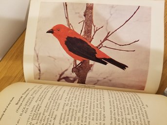 Bird Neighbors 1897 First Edition Book By Neltje Blanchan With Colored Plates Hardcover Book