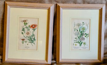 Pair Of Floral Botanical Prints