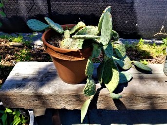 Barbary Fig Cactus Large #1