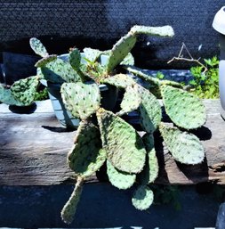 Barbary Fig Cactus Large