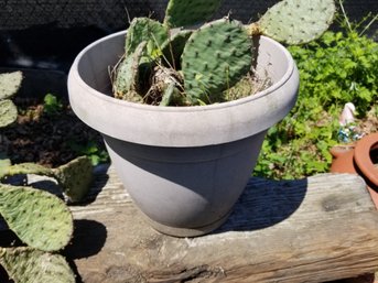 Barbary Fig Cactus Small