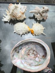 Collection Of Five Seashells