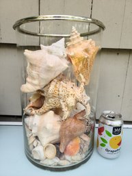 Extra Tall 18' Glass Vase With Silver Rim Filled With A Great Collection Of Shells