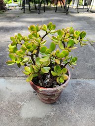 Last Jade Plant In Handpainted Clay Pot Approx. 4 Years Old