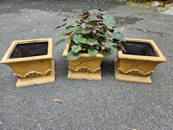 3 Square Pots 11D - Including Plant