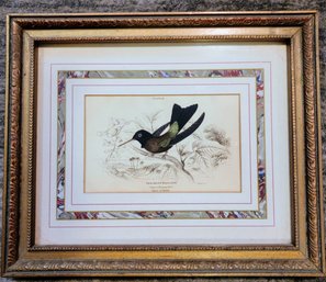 Print Of Waglers Humming Bird - Native To Brazil