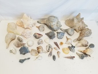 Mixed Lot Of Hand Picked Natural Beach Seashells