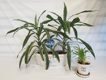 Two House Plants In Ceramic Pots Spider