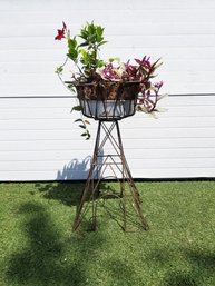 Wrought Iron Plant Stand With Tradescantia Nanouk & Mandevilla Sun Parasol Flowers