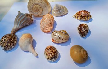 Pretty Shell Grouping Of Eleven Shells