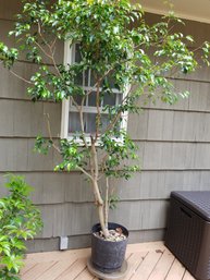 Ficus Tree In Pot, On Wheels  W/Pot - 8'H