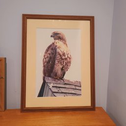 Framed Photograph Of An Eagle, Signed