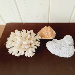 Vintag3 Coral Specimen  And Conch Shell