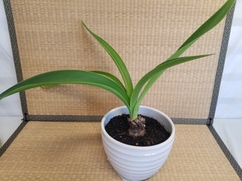 White Hippeastrum Papilio (Butterfly Amaryllis) Potted