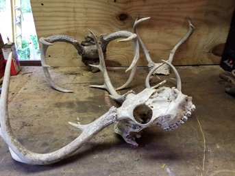 Vintage Deer Antlers