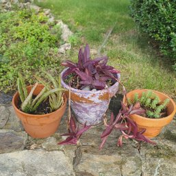 Trio Of Ceramic Pots With Pirple Heart, Aloe Vera And Stonecrop