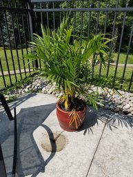 Cat Palm Chamaedorea Cataractarum Plant 45'