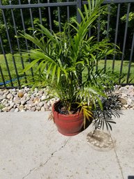 Cat Palm Chamaedorea Cataractarum Plant 45' #2