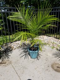 Cat Palm Chamaedorea Cataractarum Plant 45' Blue Pot