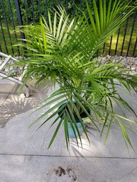 Cat Palm Chamaedorea Cataractarum Plant 45' Light Blue Pot Tag