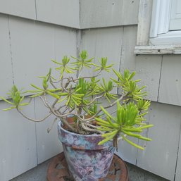 Senecio Himalaya Plant In Ceramic Pot