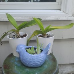 Trio Of Ceramic Planter With Plants Including A Bird Planter