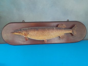 Taxidermy Mounted Fish