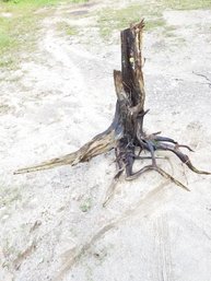 Cedar Tree Stump Roots Wood Art