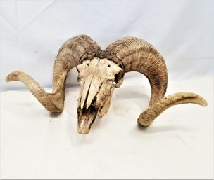 Vintage Texas Dall Bighorn Sheep Ram Skull Horns Hunting Trophy