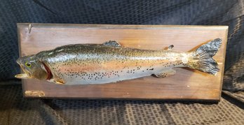 Taxidermy Rainbow Trout ~ 24' Board