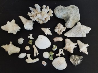 Beautiful Selection Of Various Size Seashells And Coral